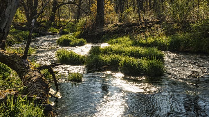 A river in the woods